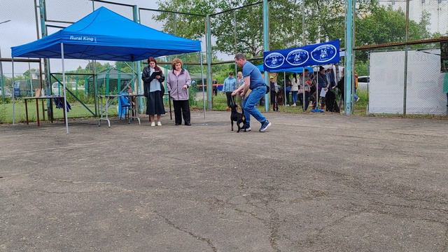 Ягдтерьер на выставке