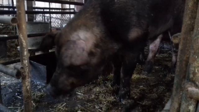 Приготовление стартового корма для поросят, а также для супоросных свиноматок. смотреть онлайн