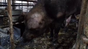 Приготовление стартового корма для поросят, а также для супоросных свиноматок.