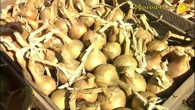 Чистый, здоровый, красивый репчатый лук. Советы Ю.Д.Ягодкина смотреть онлайн