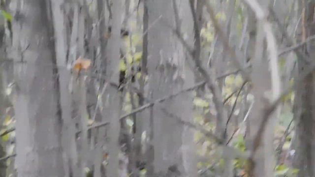 Работа по лосю. Норка. Белка. Пальма смотреть онлайн