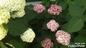 05июля2019 Древовидные Гортензии ??