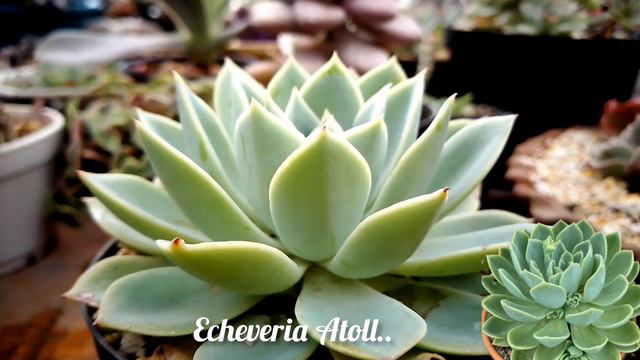 compras #suculentas#flowers #garden #mexico #plantas #jardin #flores #españa #echeveria #puebla смотреть онлайн