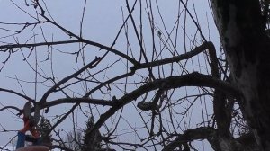 Обрезка: какие ветки удалять?