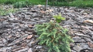 Кедр гималайский Филин Блю. Описание сорта из личных наблюдений. Морозостойкость?!