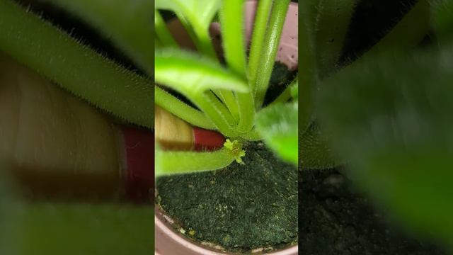 цитокінінова паста для фіалок (результат) смотреть онлайн