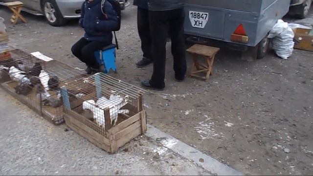 Выставка голубей 2021
