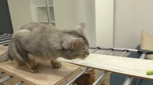 ОПАСНАЯ ПОЛОСА ПРЕПЯТСТВИЙ ДЛЯ КОТОВ ИЗ МЕБЕЛИ! КЕВИНУ СТРАШНО!