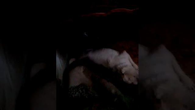 Смешной песик просто ржачь ×D смотреть онлайн