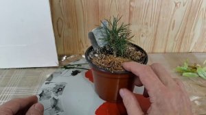 С самого начала Бонсай из СИБИРСКОЙ КЕДРЫ