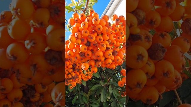 20221122_Стас Костюшкин_Опа, Анапа.mp4