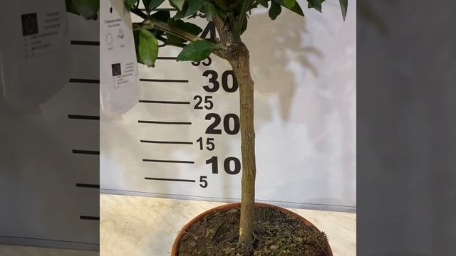 Citrus Clementine Rubino / Клементин Амоа 8