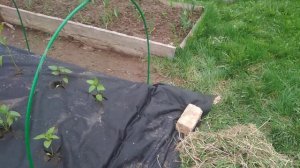 Высаживаем перцы под временное укрытие