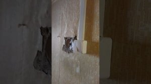 Однокомнатная квартира. Наружная проводка