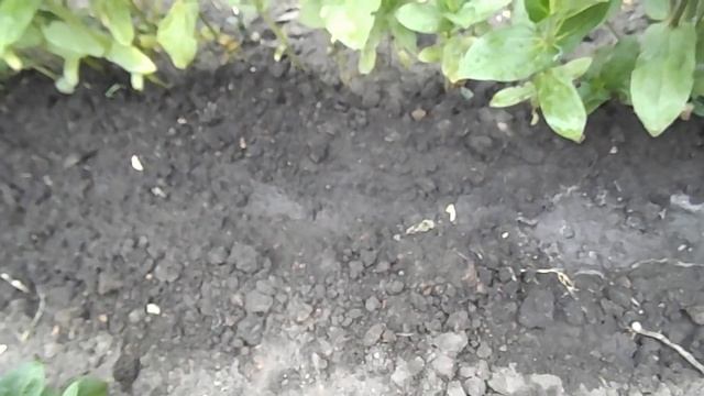 НЕ ПРОПУСТИТЕ!!! ПОСАДКА ТУРЕЦКОЙ ГВОЗДИКИ В ОТКРЫТЫЙ ГРУНТ.