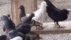 искусственное кормление птенцов, и обзор голубят