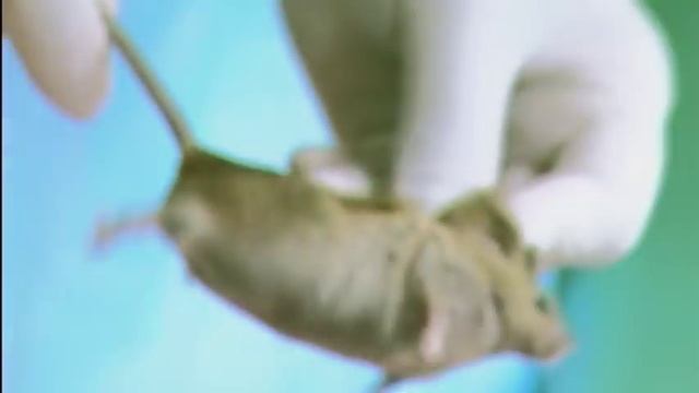 Астраханский ЛЕПРОЗОРИЙ смотреть онлайн