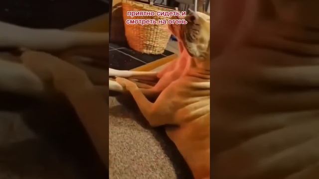 Портал банной печи. #свойдом #баня смотреть онлайн