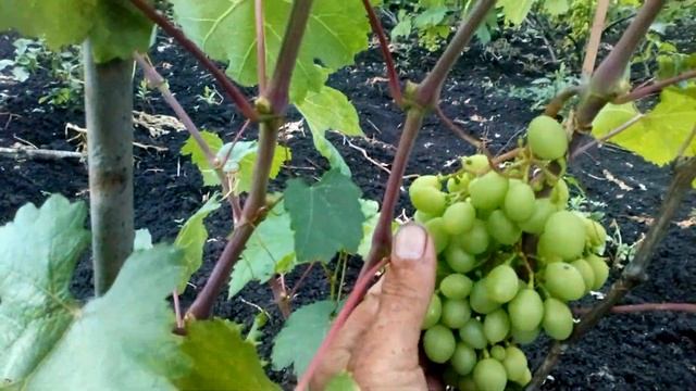 Памяти учителя смотреть онлайн