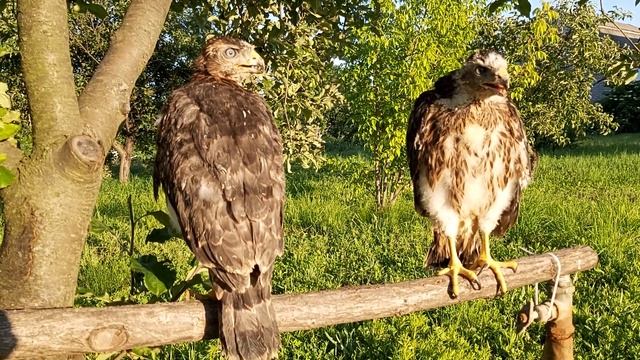 #ЯстребТетеревятник ??? обучение с нуля ??? Учимся сидеть на присаде ??? смотреть онлайн