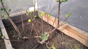 Виноград Красноярска. Сергей Будрис. 2022г.