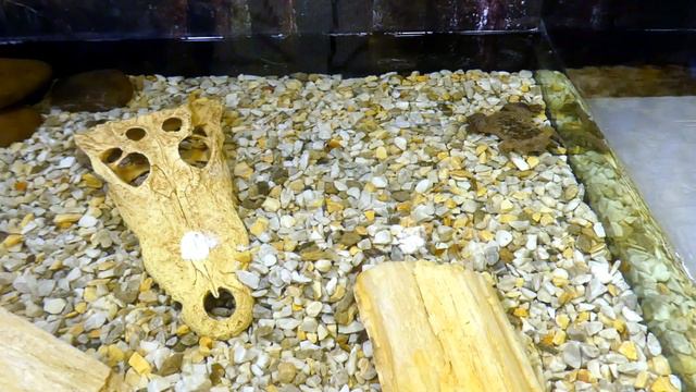 Сохраняем спокойствие и бережем нервную систему под музыку Люсьена Шамбаллани. смотреть онлайн