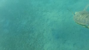 Бухта Наама Бей Пляж от отеля Royal Naama Bay 4*