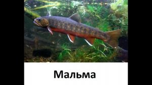 Рыбы Амура часть 1