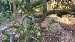 Pruning and Caring for Large Japanese Maples to Keep them Healthy and well shaped.