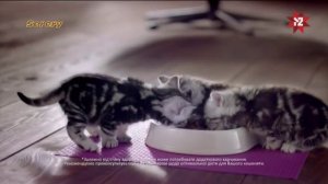 Реклама Вискас для котят/Whiskas (М2, октябрь 2016)