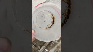 Проволочник. Ловим на приманку.