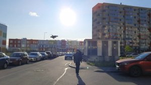 Новые весенние атаки ворон на чёрного ворона и его двуногую семью.