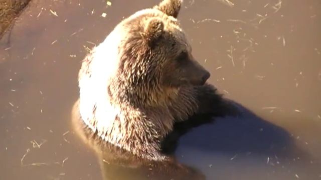 Медвежонок в зоопарке Рануа (Финляндия) смотреть онлайн