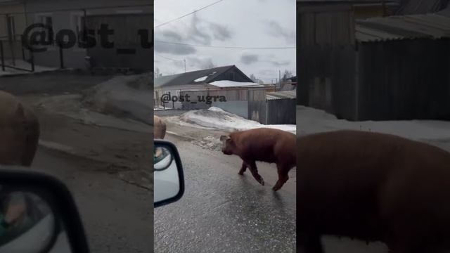 В Советском по дорогам бегают свиньи