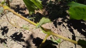 Виноград двухлетний ДАЕТ урожай-уход, прищипка, формировка//Grape two-year-old ALREADY GIVES harves