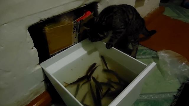 Кошка ловит рыбу... смотреть онлайн