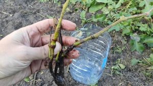 Что делать если сажанец винограда не вызрел?(Подарок Несветая)