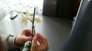 Пробуждение почки орхидеи