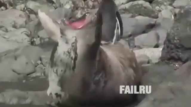 Ору