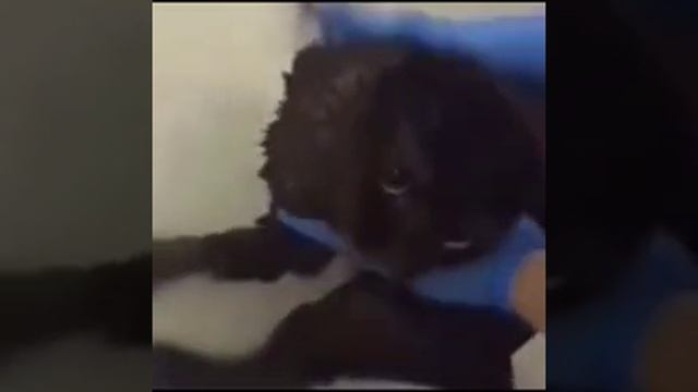 Котик очень не любит купаться. смотреть онлайн