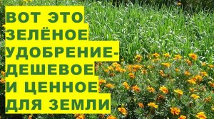 Это сидератное растение - альтернатива навозу для почвыThis green manure plant is an alternative to