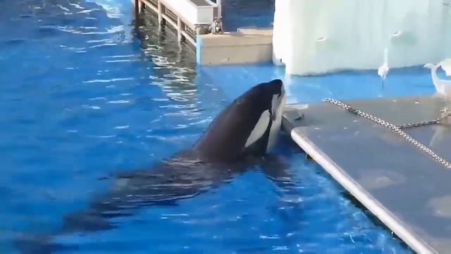 Whale Eat Pelicans; Pelican eat Cat, Bird, Fish смотреть онлайн