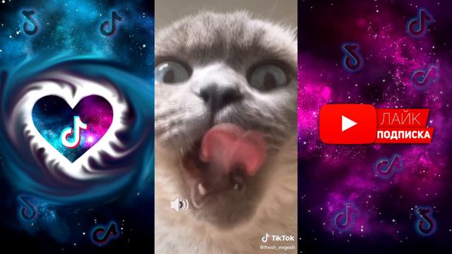 Как говорят животные! Говорящий кот в Tik Tok!!!  Приколы 2020