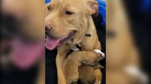 Собаку выкинули на улицу с щенками. На улице с ними случилось страшное...