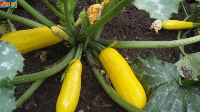 Почему горчат кабачки? Как избавиться от горечи? смотреть онлайн