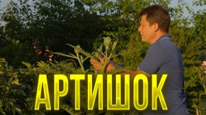 Съесть или оставить, выращивание артишока в емкостях
