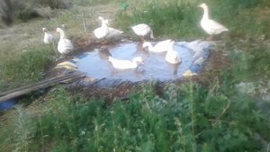 Пруд для гусей в чем польза.