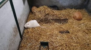 Взвешивание молодняка нутрий (щенят), взрослых особей, кормление