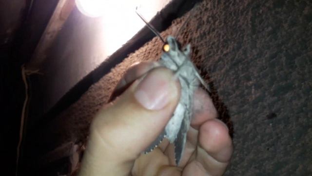 Большие ночные мотыли, похожие на колибри...