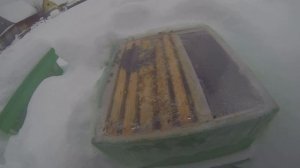 Осмотр пчёл в январе. Зимовка на улице.